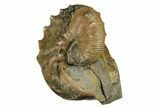 Iridescent Ammonite (Hoploscaphites) Fossil - South Dakota #180798-3